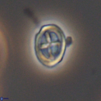 Bownia mutterlosei 11081