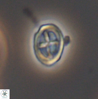 Bownia mutterlosei 11081
