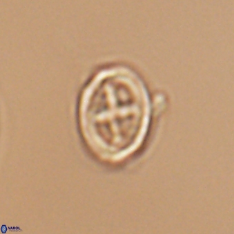 Bownia mutterlosei 11082