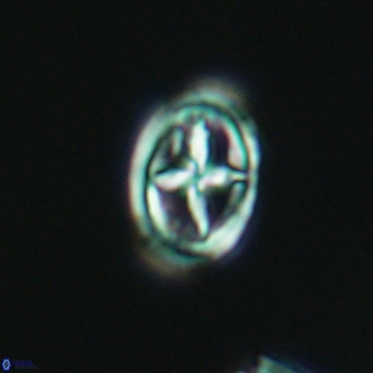 Bownia mutterlosei 2611