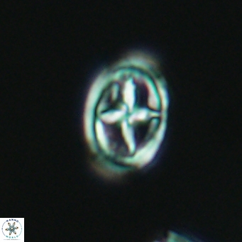 Bownia mutterlosei 2611