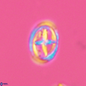 Bownia mutterlosei 2612