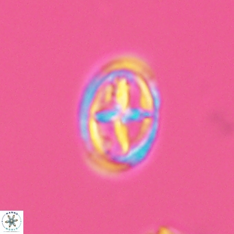 Bownia mutterlosei 2612