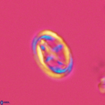 Bownia mutterlosei 2613