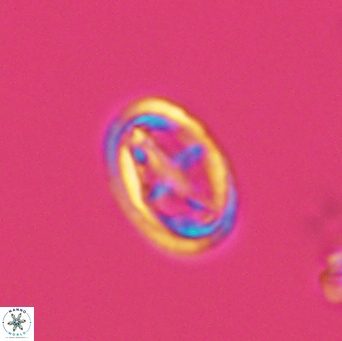 Bownia mutterlosei 2613