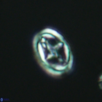 Bownia mutterlosei 2614