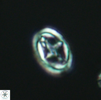 Bownia mutterlosei 2614