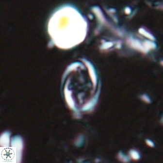 Bownia sp 15711