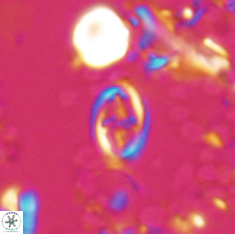 Bownia sp 15712