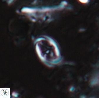 Bownia sp 15713