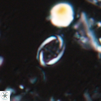 Bownia sp 15715