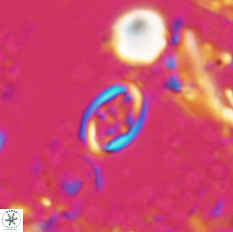 Bownia sp 15716