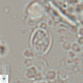 Bownia sp 15717