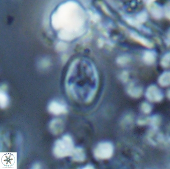 Bownia sp 15718