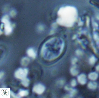 Bownia sp 15719