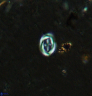 Bownia speiroeidis 5943