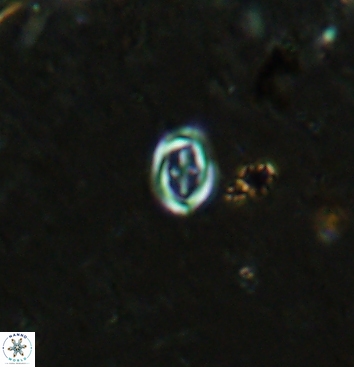 Bownia speiroeidis 5943