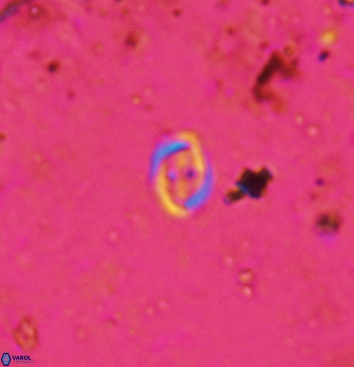 Bownia speiroeidis 5944