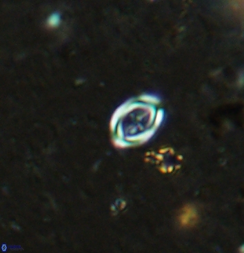 Bownia speiroeidis 5945