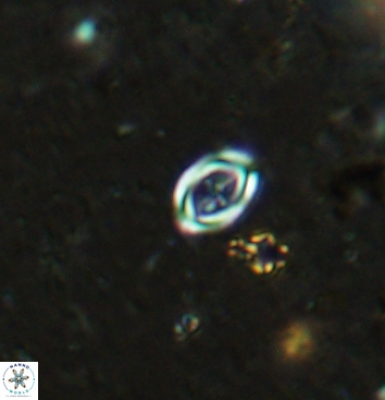 Bownia speiroeidis 5945