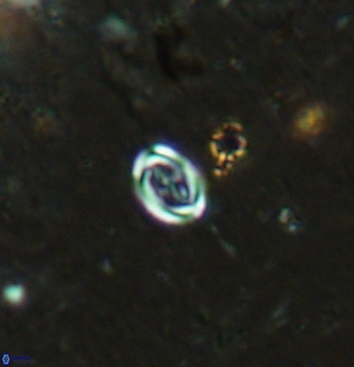 Bownia speiroeidis 5949