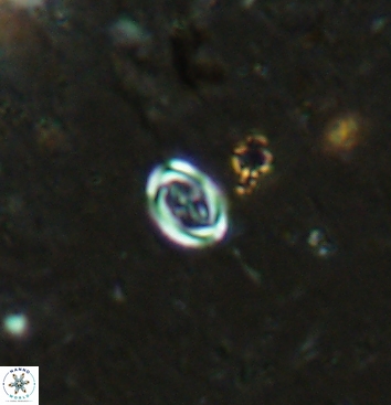 Bownia speiroeidis 5949