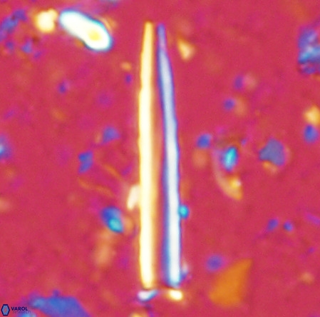 Blackites incompertus VR 02900