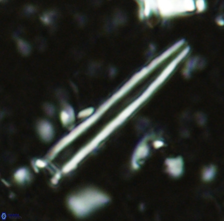 Blackites incompertus VR 02905