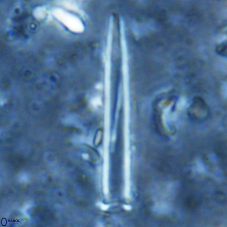 Blackites incompertus VR 02910