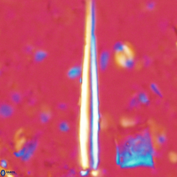 Blackites incompertus VR 02980