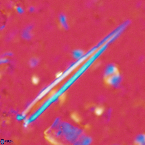 Blackites incompertus VR 02982