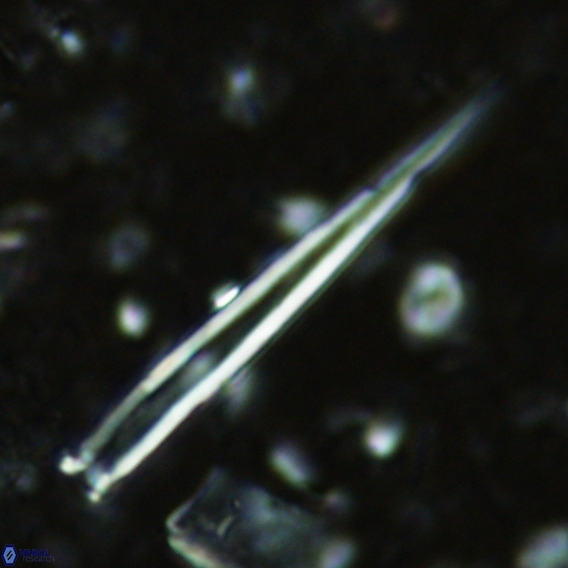 Blackites incompertus VR 02983