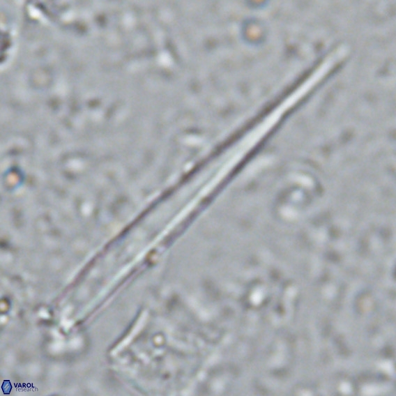 Blackites incompertus VR 02984