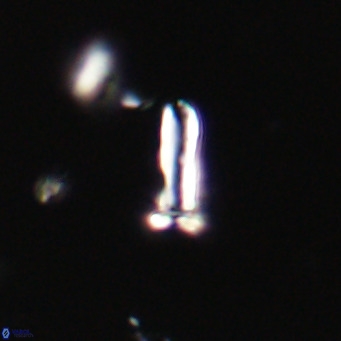 Blackites sextonii VR 31066