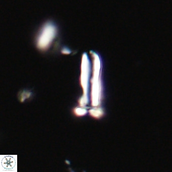 Blackites sextonii VR 31066