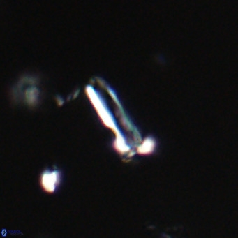 Blackites sextonii VR 31069