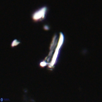Blackites sextonii VR 31071