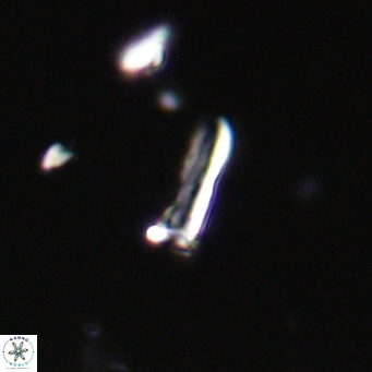 Blackites sextonii VR 31071