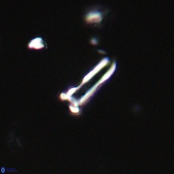 Blackites sextonii VR 31074