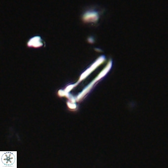 Blackites sextonii VR 31074
