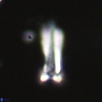 Blackites sextonii VR 31087