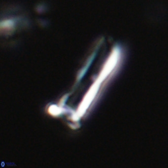 Blackites sextonii VR 31095