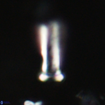 Blackites sextonii VR 31104