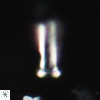 Blackites sextonii VR 31104