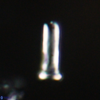 Blackites sextonii VR 31105