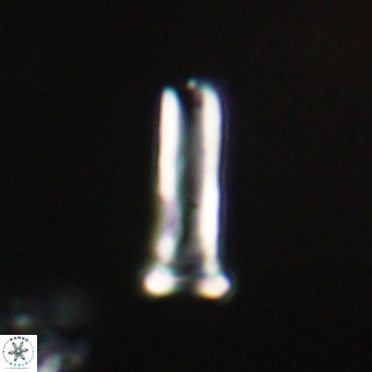 Blackites sextonii VR 31105
