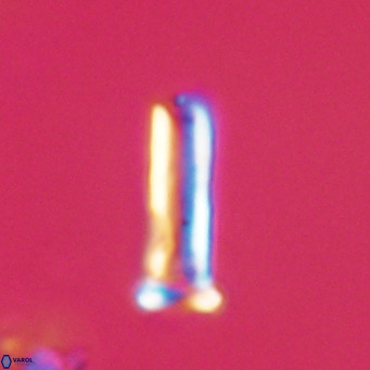 Blackites sextonii VR 31106