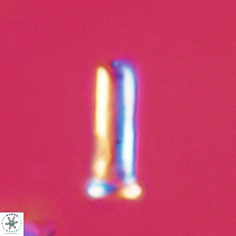 Blackites sextonii VR 31106