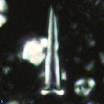 Blackites spinula VR 02885