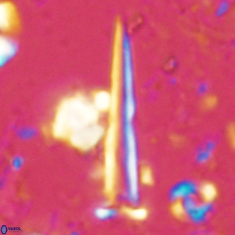 Blackites spinula VR 02886